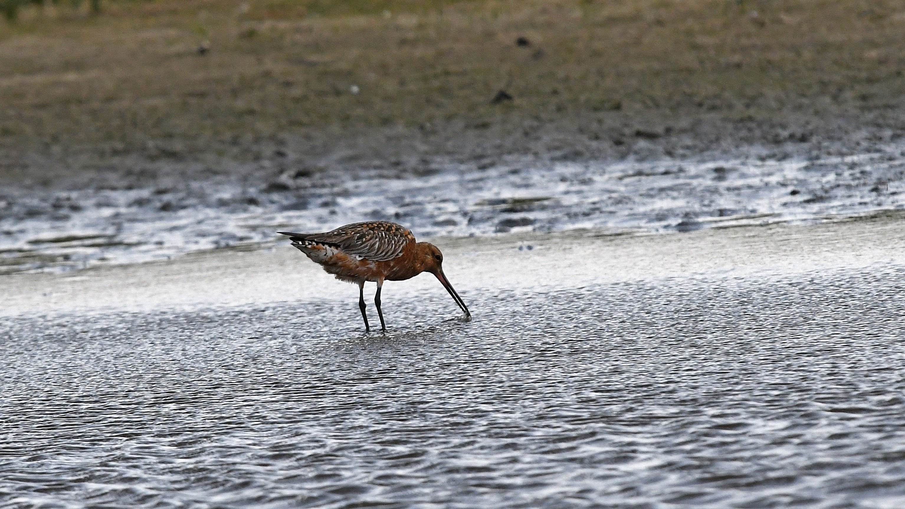 Is dit een rosse grutto ?